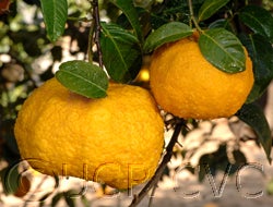 Khoubs-el-arsa rough lemon (CRC 2477) 02