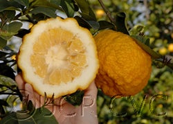 Khoubs-el-arsa rough lemon (CRC 2477) 17