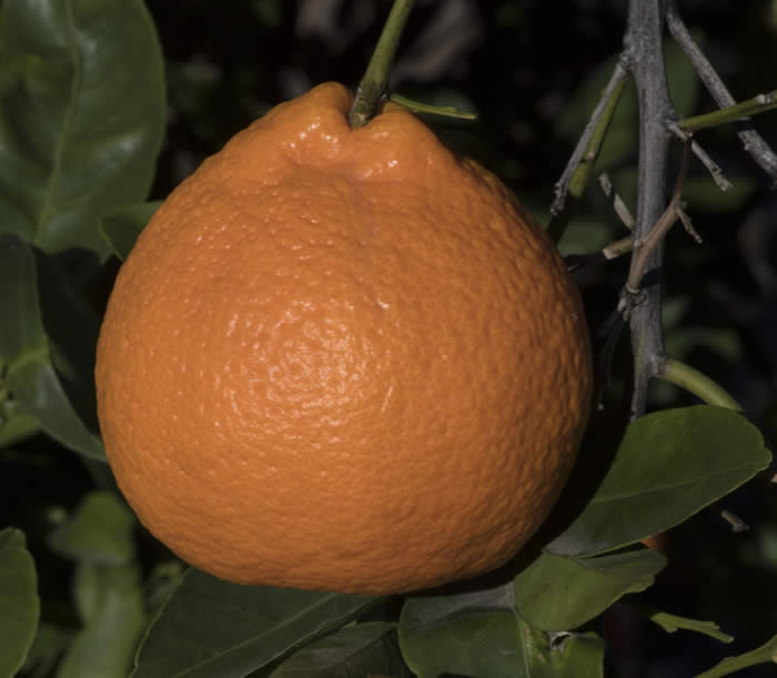Kincy mandarin CRC 4144 006