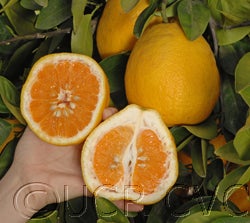 Kinkoji unshiu mandarin (graft) hybrid CRC 3816 02