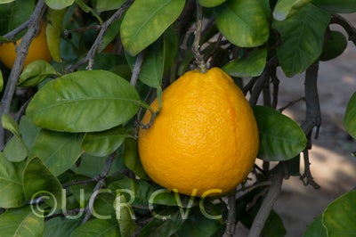 Kinkoji unshiu mandarin (graft) hybrid CRC 3816 003