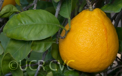 Kinkoji unshiu mandarin (graft) hybrid CRC 3816 004