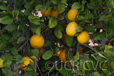 Kinkoji unshiu mandarin (graft) hybrid CRC 3816 005