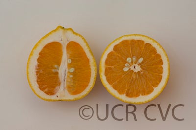 Kinkoji unshiu mandarin (graft) hybrid CRC 3816 007