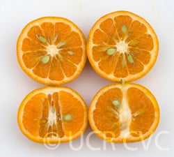 Kinnow mandarin hybrid CRC3021 004