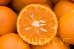 Kinnow mandarin hybrid CRC3021 001