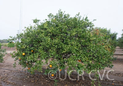 Kobayashi mikan mandarin (graft) hybrid CRC 3817 002