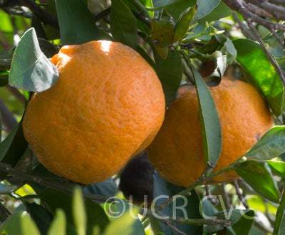 Kobayashi mikan mandarin (graft) hybrid CRC 3817 004