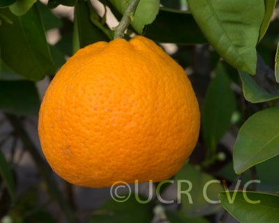 Kobayashi mikan mandarin (graft) hybrid CRC 3817 005