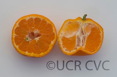 Kobayashi mikan mandarin (graft) hybrid CRC 3817 006