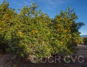 Koethen sweet orange CRC 1106 001
