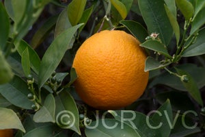 Koethen sweet orange CRC 1106 003