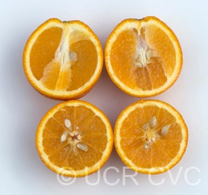 Koethen sweet orange CRC 1106 004