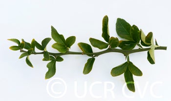 Kryder 16-6 trifoliate CRC 3210 007