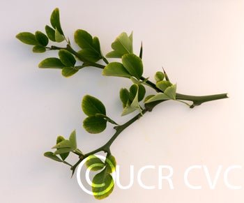 Kryder 28-3 trifoliate CRC 3219 007