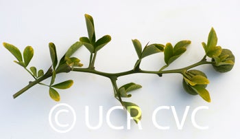 Kryder 5-5 trifoliate CRC 3586 009