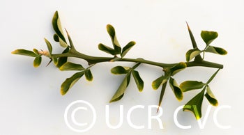 Kryder 55-1 trifoliate CRC 3486 005