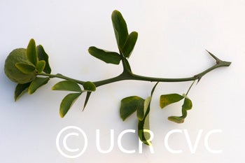 Kryder 55-5 trifoliate CRC 3215 008