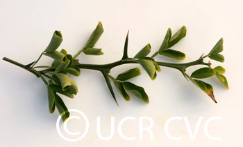 Kryder 8-5 trifoliate CRC 3218 008