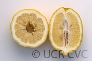 Kulu lemon CRC 3045 004