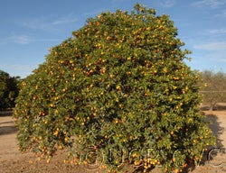 Kumquat Hybrid 1044cvc001_000.jpg