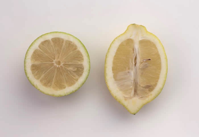 Kusner lemon CRC 3194 004