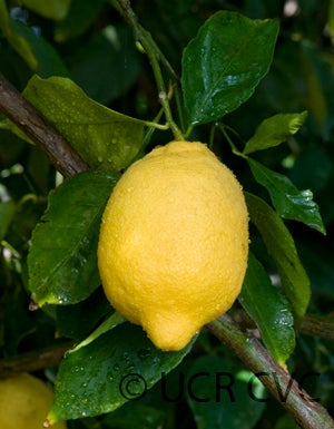 Lamas lemon CRC 3919 002