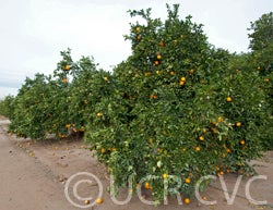 Lane Late navel orange 002