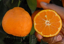 Lange #2 Satsuma mandarin 4