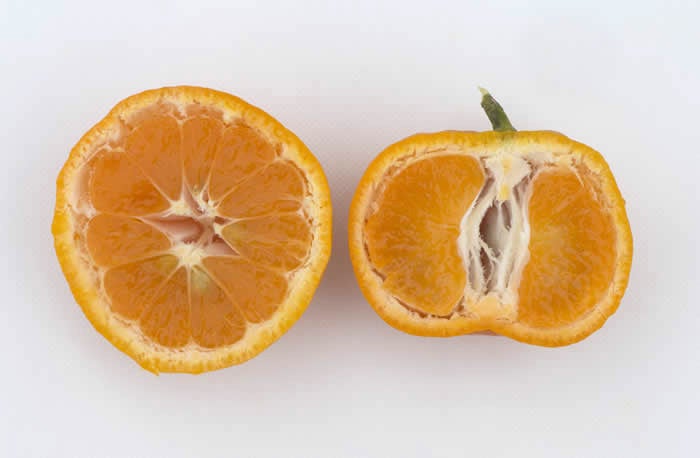 Lange #3 Satsuma mandarin CRC 4103 008