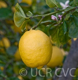 Lapithiotiki lemon CRC 4005 003
