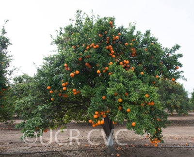 Laranjo Cravo mandarin CRC 2893 002