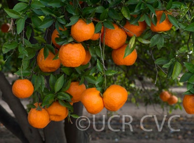 Laranjo Cravo mandarin CRC 2893 004