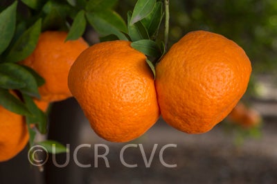 Laranjo Cravo mandarin CRC 2893 006