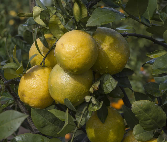 Lemonade lemon hybrid | Givaudan Citrus Variety Collection at UCR