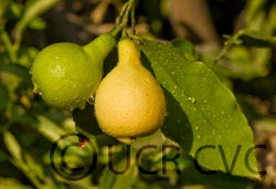 Lemonime lime hybrid CRC 2459 006