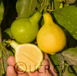 Lemonime lime hybrid CRC 2459 007