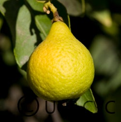 Lemonime lime hybrid CRC 2459 002