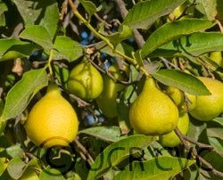 Lemonime lime hybrid CRC 2459 003