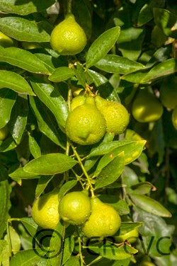 Lemonime lime hybrid CRC 2459 005