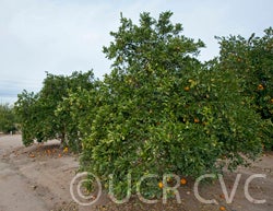 Leng navel orange CRC 3808 009 trees
