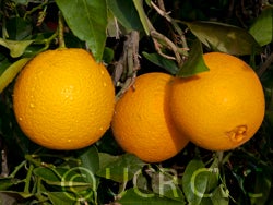 Leng navel orange CRC 3808 023 oranges