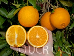 Leng navel orange CRC 3808 045 oranges and halves
