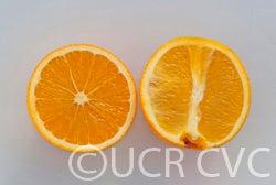 Leng navel orange CRC 3808 055 halves