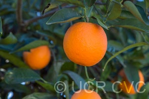 Lima acidless sweet orange CRC 950 002 oranges in tree