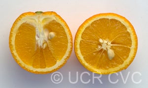 Lima acidless sweet orange CRC 950 004 halves