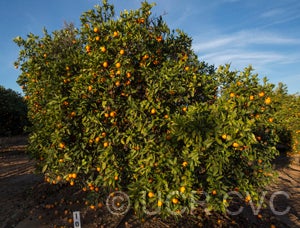 Lima acidless sweet orange CRC 950 011 oranges in tree