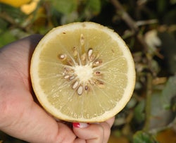 Limau Mata Susu citron hybrid CRC 3755 half