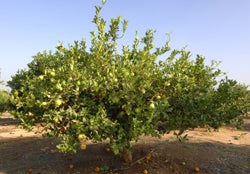 Limau Mata Susu citron hybrid CRC 3755 tree