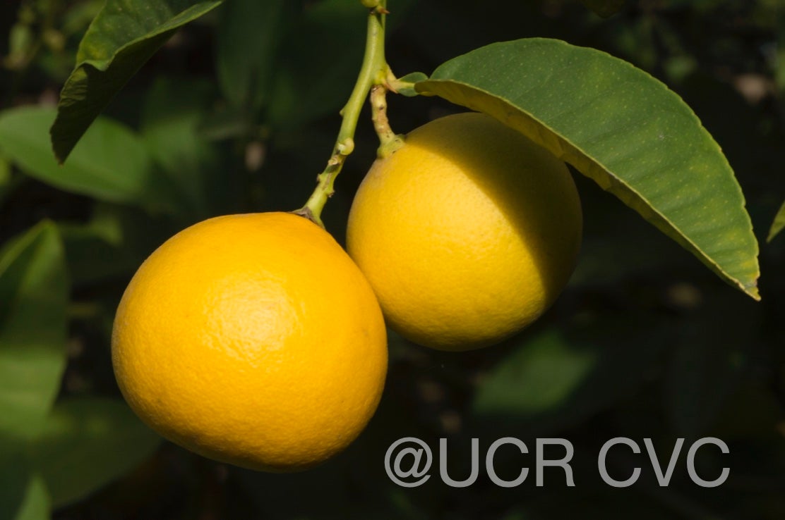 limon_real_lemon_hybrid_crc_2317_007.jpg